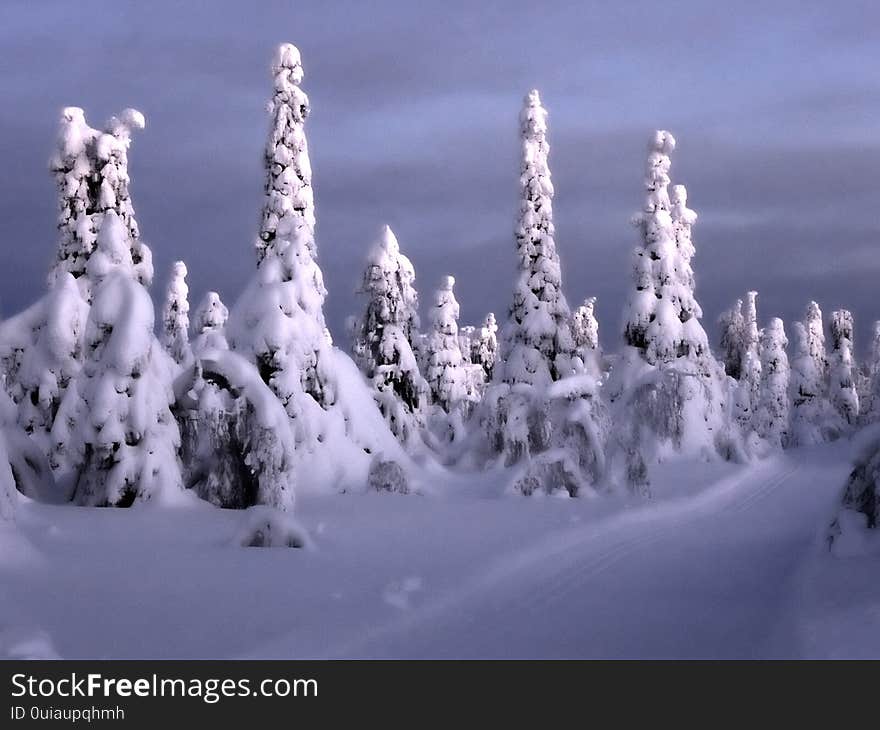 Sunrise in a winter snowy forest in northern Finland. Ski track throught the forest. Sunrise in a winter snowy forest in northern Finland. Ski track throught the forest.