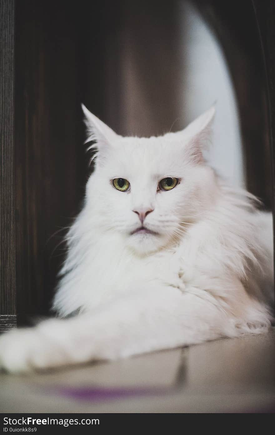 White beautiful fluffy cat lying on the floor in the apartment