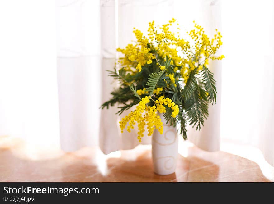 spring mimosa flowers, close up of bouquet.