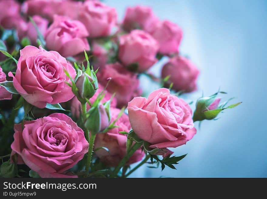 Bouquet of pink roses on a blue background. Bouquet of beautiful pink roses on Valentine`s Day. beautiful roses for the holiday. beautiful roses for a birthday. rose as background