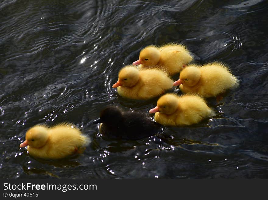 Bright yellow and black ducklings having a swim