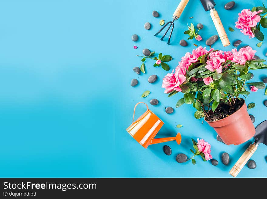 Home gardening flatlay, greenhouse concept. Indoor flower garden, Small plant pots with gardening tools. Above, creative flat lay pattern on turquoise, aquamarine backdrop