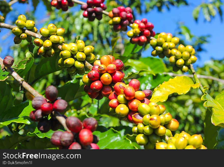 Ripe fruit on the coffee plantations