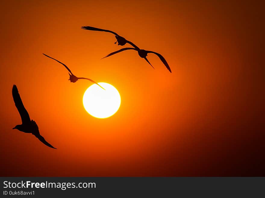 Silhouette of a seagull in the golden rays of the setting sun in Yangon, Myanmar. Silhouette of a seagull in the golden rays of the setting sun in Yangon, Myanmar