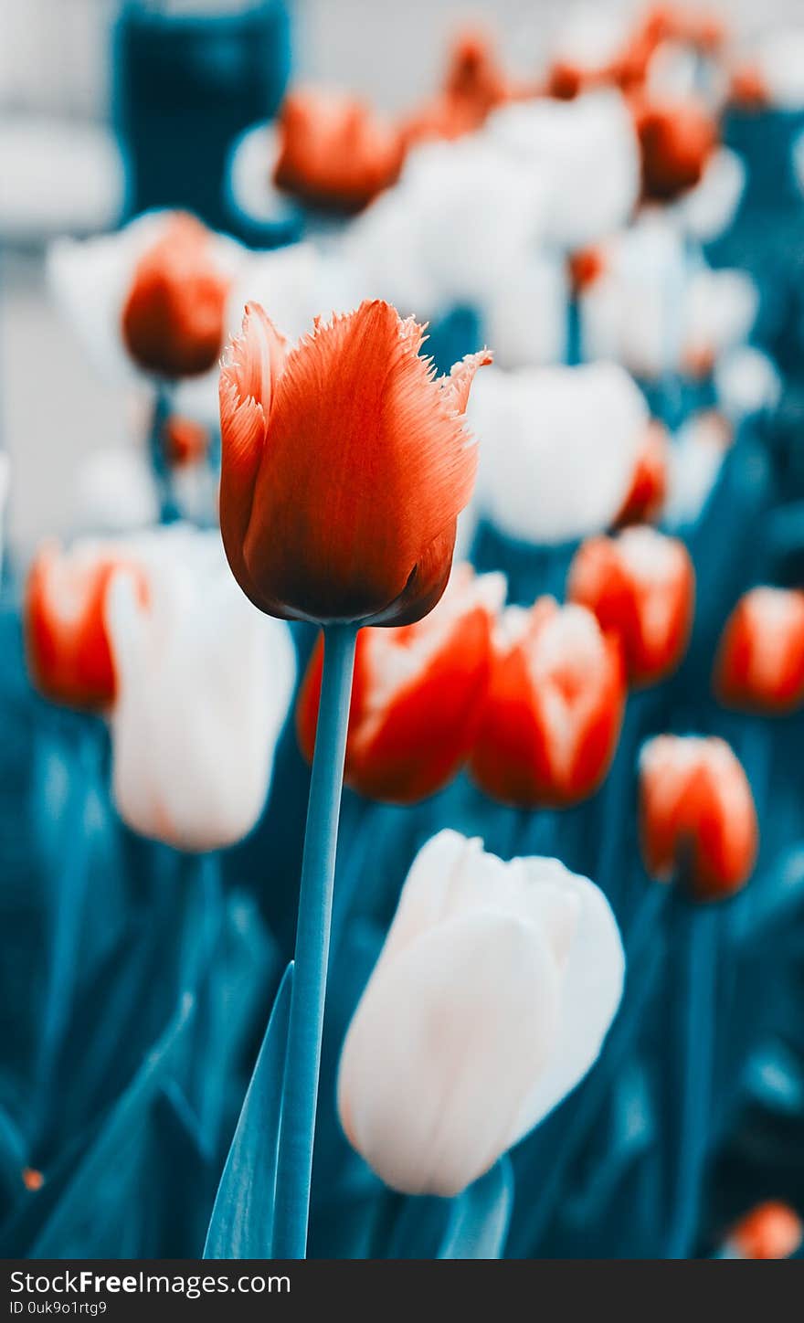 Beautiful tulips closeup. Abstract background. Magenta color style. Flower background, garden flowers. Space in background for copy, text, your words