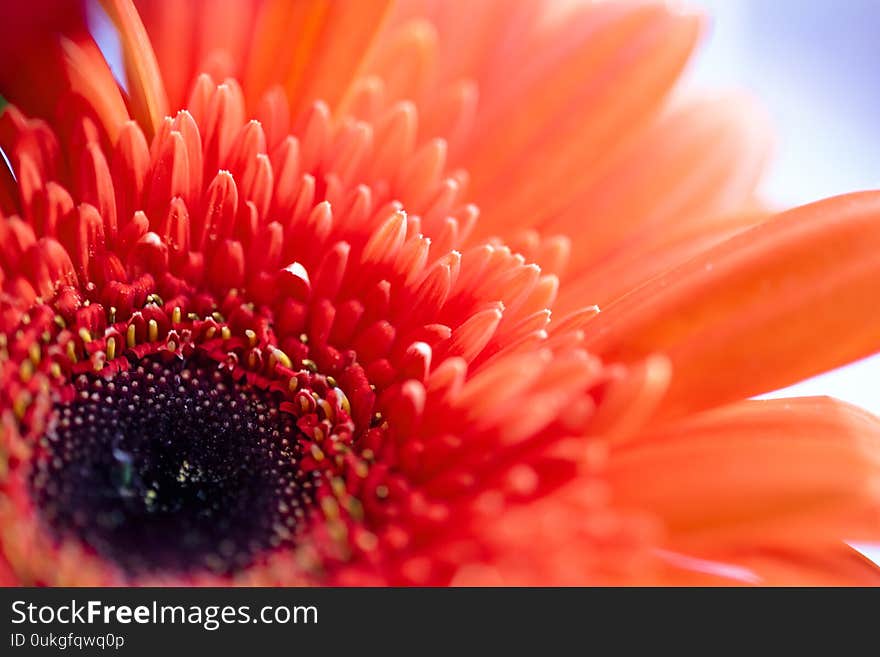 Red gerbera flower close-up