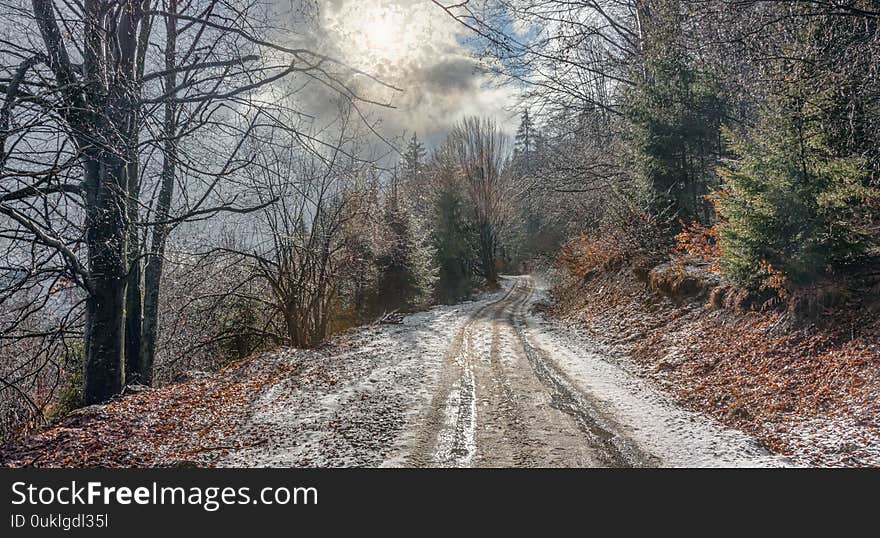 Snowy road through the winter forest in Mizhhirya, Carpathians, western Ukraine