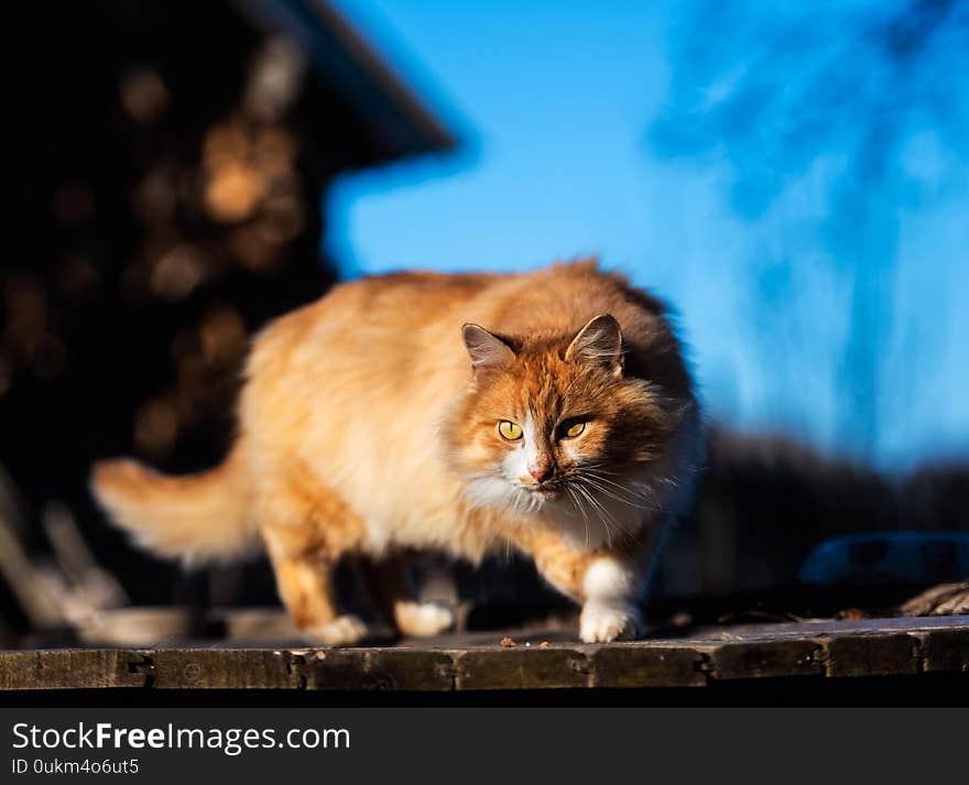 Beautiful Red Cat Outside