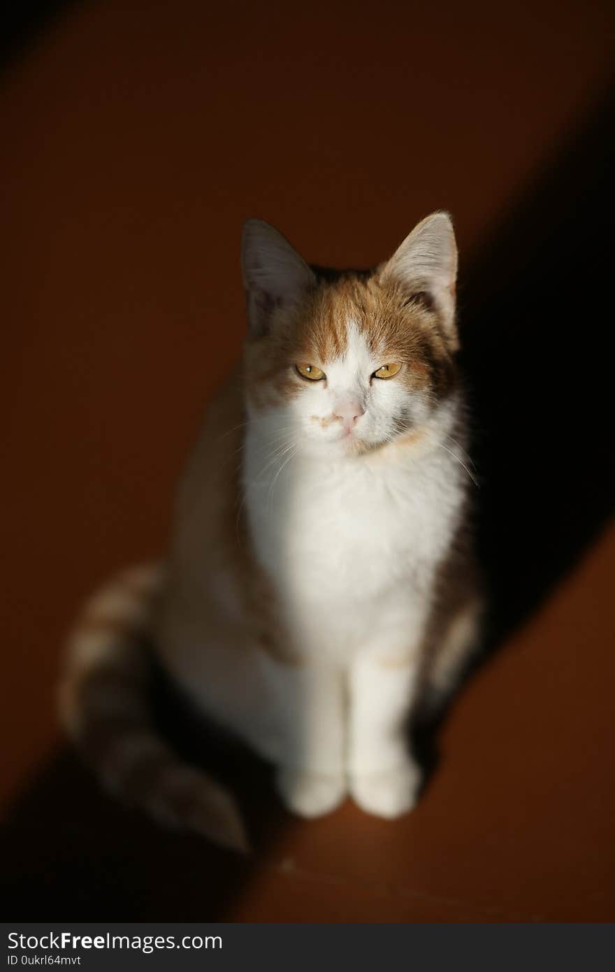 Lovely white ginger kitten sitting indoor on the old wooden floor.