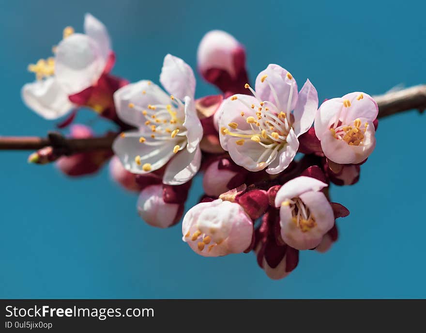 Apricot flowers on a background of blue sky in spring