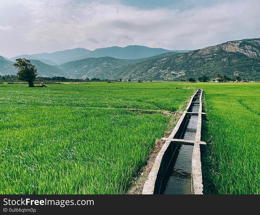 View of a green rice field, young rice. Field with water supply. Rainforest and mountains in the background. Agricultural land of Asia. Sunny weather