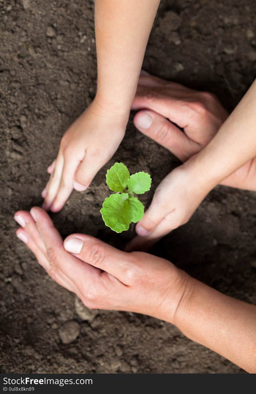 Kid`s and grown-up`s hands holding a young plant. New life. Parents and kids. Family. Love. Care and protection concept