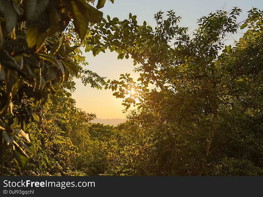 Sun at the dawn in between branches,Impressive tree silhouettes over fields with dramatic sky mexico