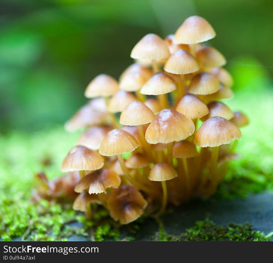 Mushrooms On A Log In The Forest