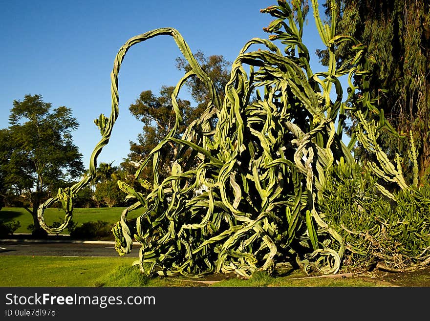 The twisted growth patterns of this succulent create the illusion of a dragon. The twisted growth patterns of this succulent create the illusion of a dragon