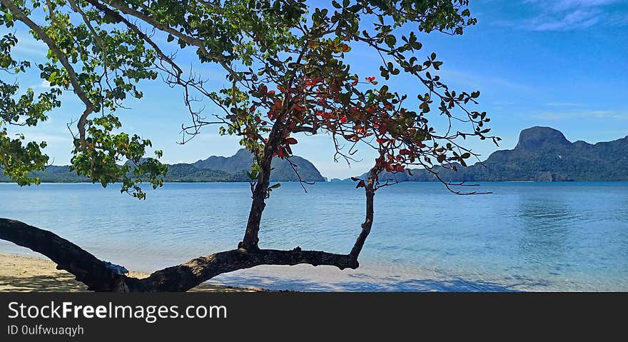 Magnificent tree with green and red foliage on a tropical beach. Paradisiac view.  Palawan island. Philippines. Magnificent tree with green and red foliage on a tropical beach. Paradisiac view.  Palawan island. Philippines.