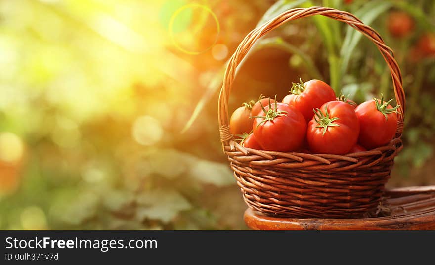 Basket Of Fresh, Red Tomatoes And Garden