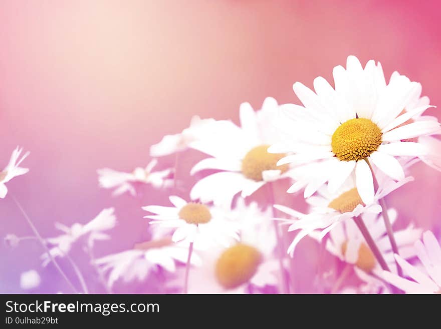 Summer blossoming daisy or chamomile flowers on meadow, shiny field background, toned floral card, selective focus