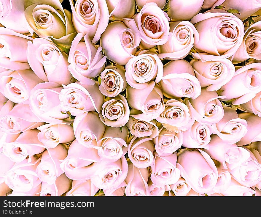 Pink White  Roses Background,beautiful Floral Template