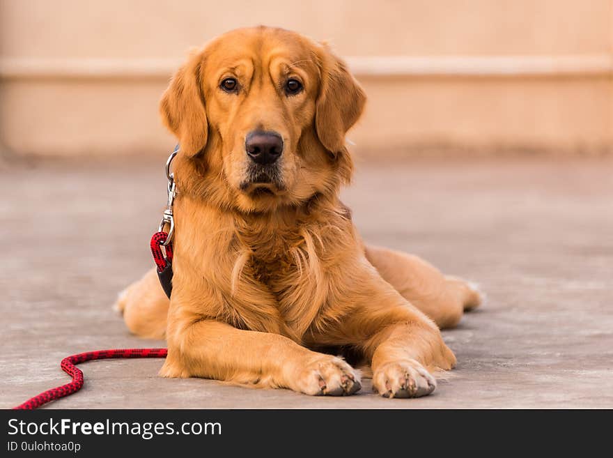 Adult Golden retriever dog with expressive eyes staring towards the camera. Adult Golden retriever dog with expressive eyes staring towards the camera