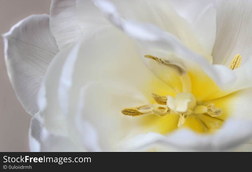 White Blurred Peony Flower With Yellow Core Close-up Background Texture. Selective Focus.Soft Focus