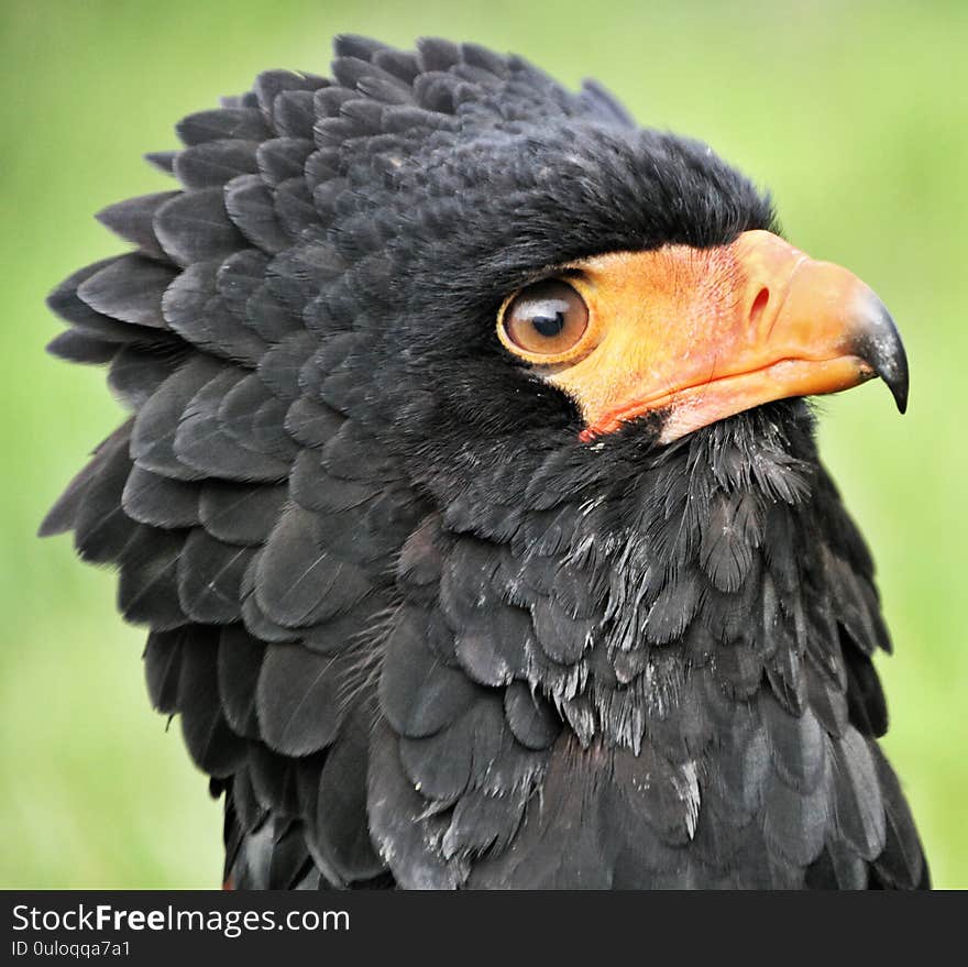 A view of a Baleteur Eagle near Kidderminster