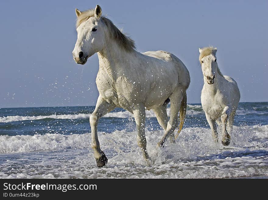 Camargue Horse, Horses standing in Beach, Saintes Marie de la Mer in South East of France. Camargue Horse, Horses standing in Beach, Saintes Marie de la Mer in South East of France