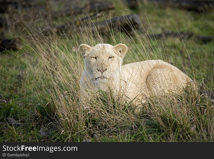 LION BLANC panthera leo krugensis