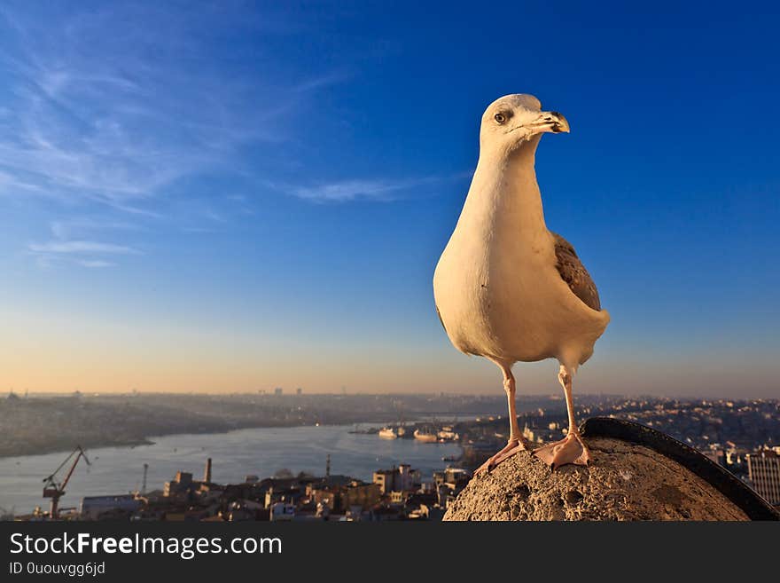 Seagull on the background of the city sunset.