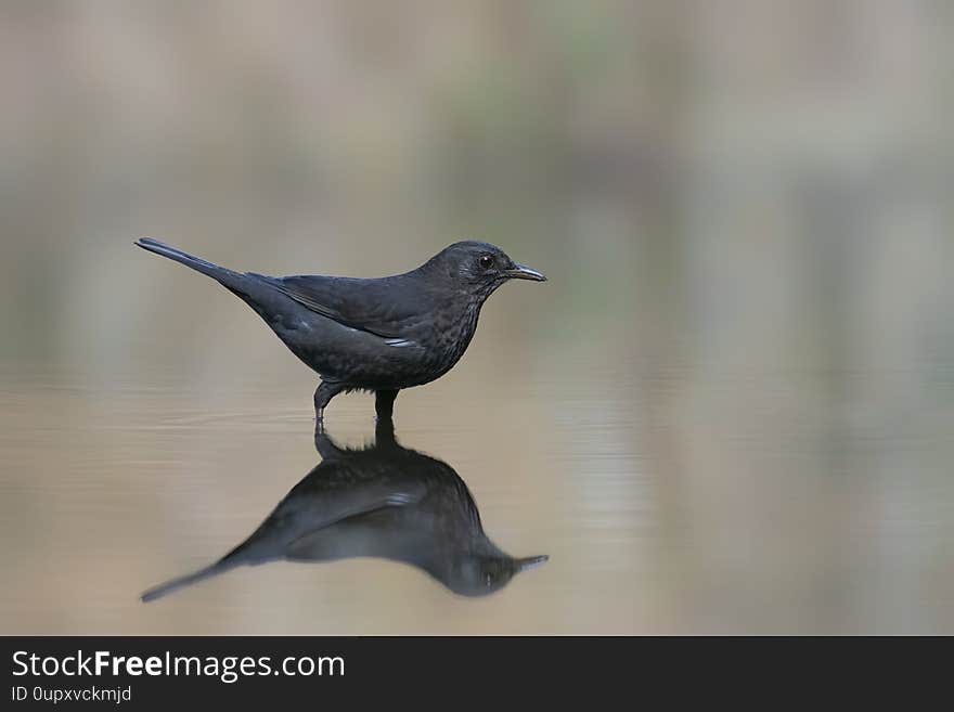 Blackbird Turdus merula in a pool of water in the forest of Drunen, Noord Brabant in the Netherlands!