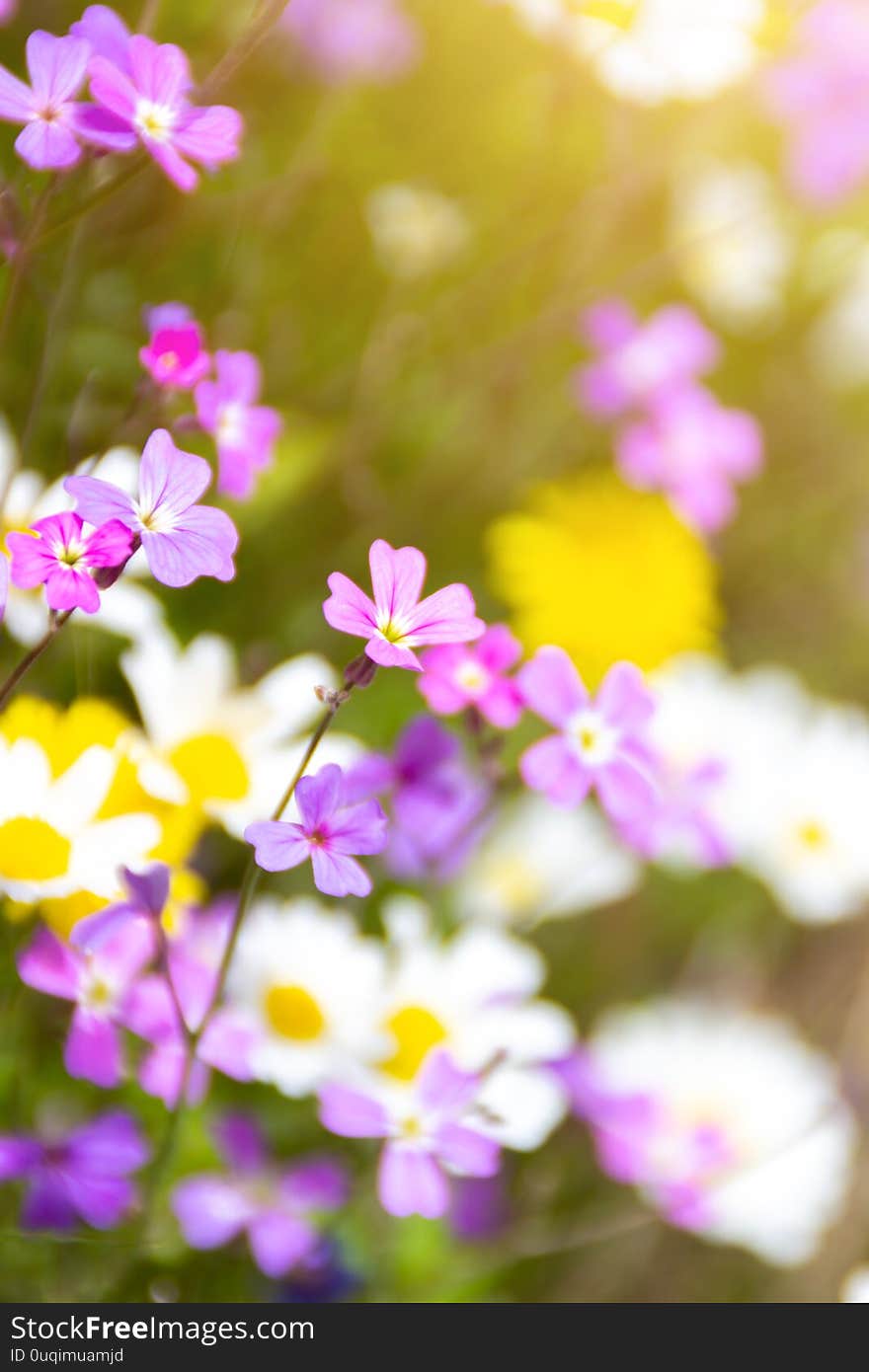 Spring wild flowers ,selective focus vertical shot