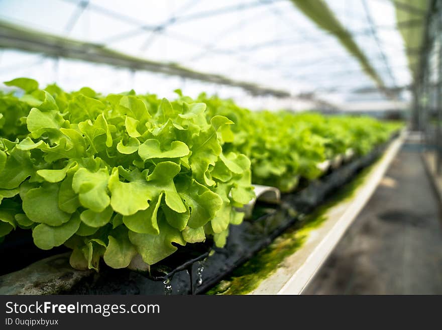 Non-toxic Fresh Vegetables On The Hydroponic Farm