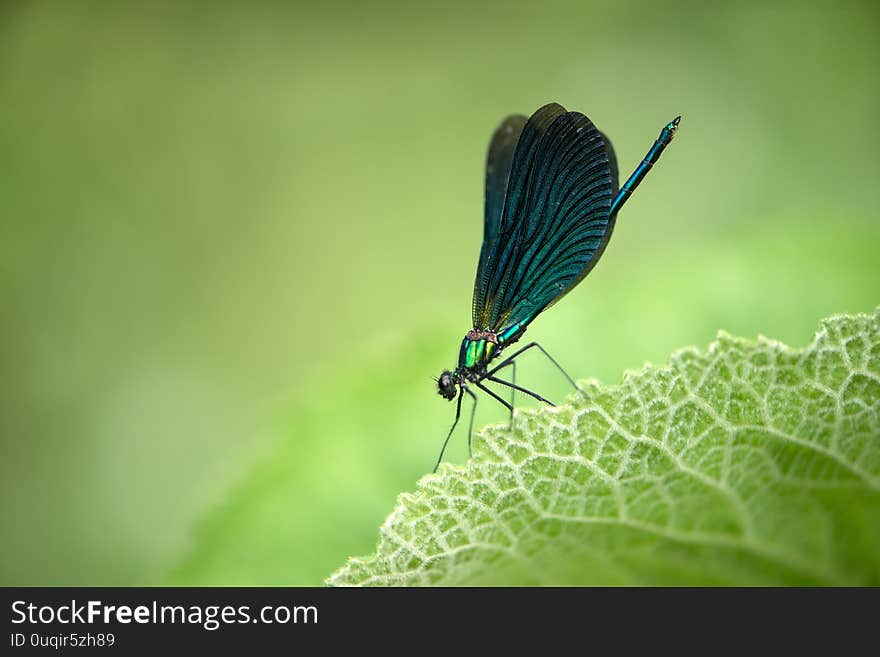 Beautiful damselfly Calopteryx splendens  of morning dew in the summer