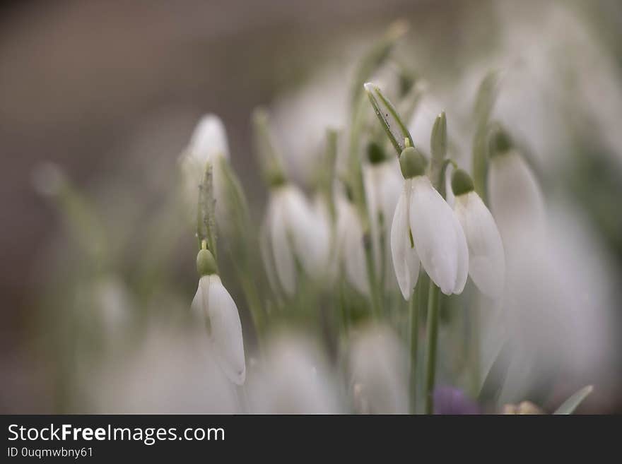 Delicate flowers and stalks of spring flowers of snowdrops