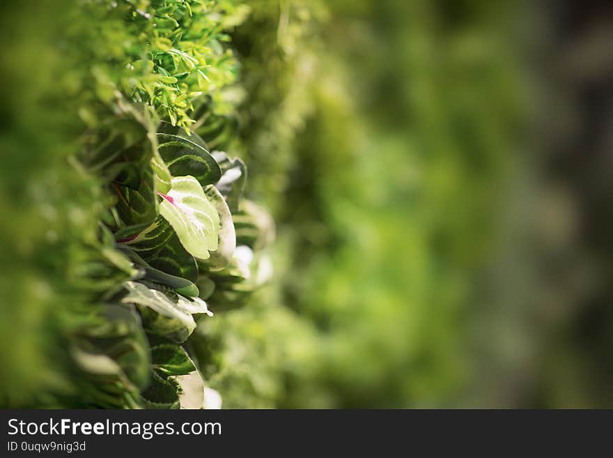 Beautiful wall of living green creeper plant for background