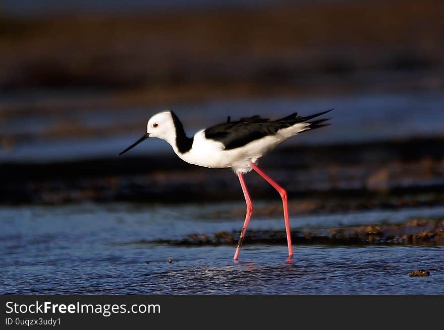 Pied stilt alighted in the mud