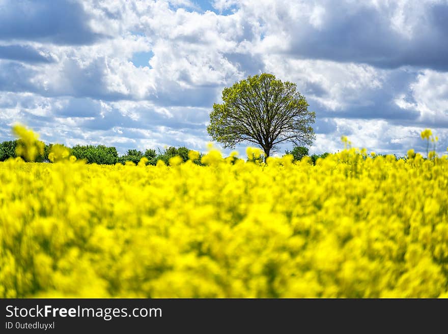 Landscape with rapeseed field and blue sky selective focus