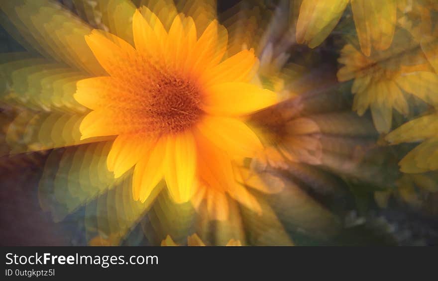 Yellow Sunflower Blooming Flower Time Lapse Close up.