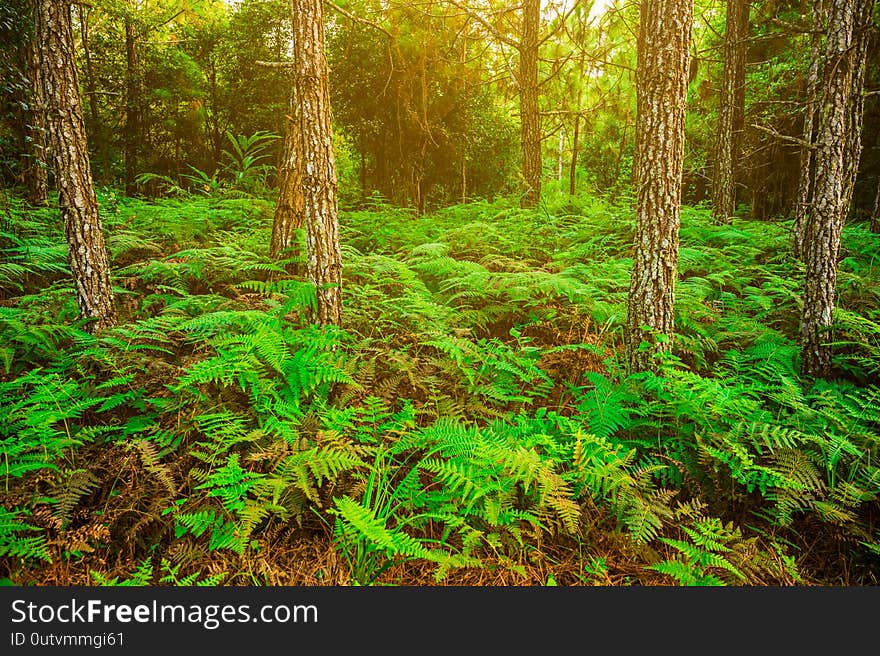 Deep forest with many pine trees And the fern tree in abundant nature.