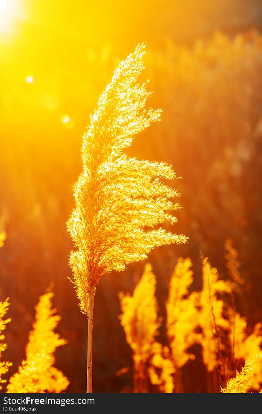 Bulrush in backlight at sunset. Bulrush in backlight at sunset