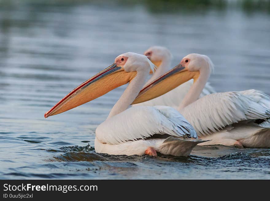 White pelicans in Danube Delta, Romania