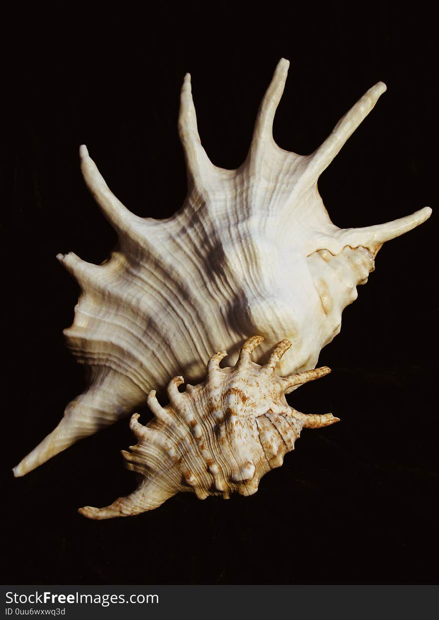 Two sea spiky shells on a black background.