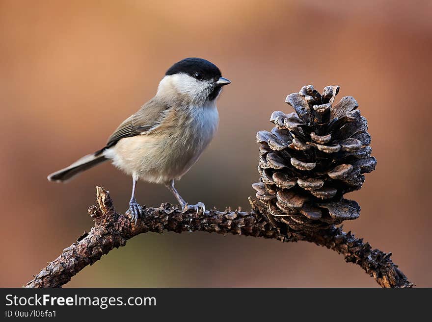 Marsh Tit resting on a branch