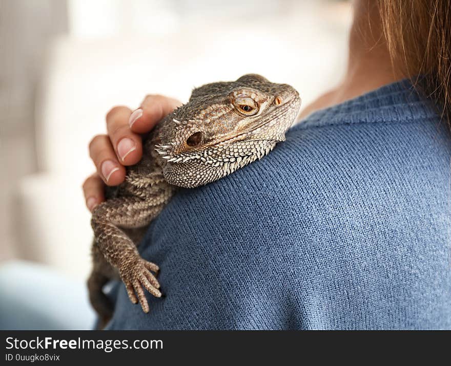 Young woman with bearded lizard at home, closeup. Exotic pet. Young woman with bearded lizard at home, closeup. Exotic pet