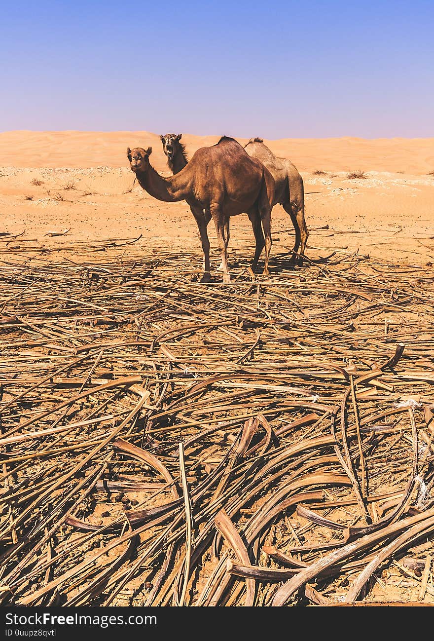 Group of Camels in the liwa desert in Abu Dhabi