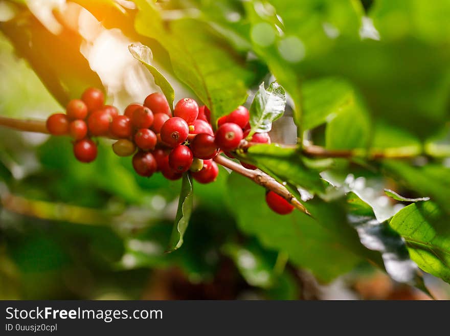 Coffee beans ripening on tree in North of thailand