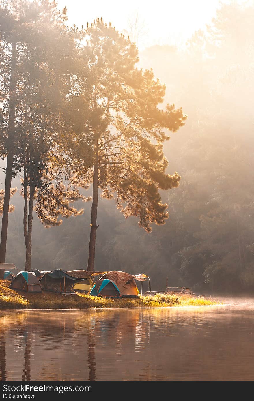 Sunrise on pine forest with foggy at Pang Oung, Mae Hong Son, Thailand