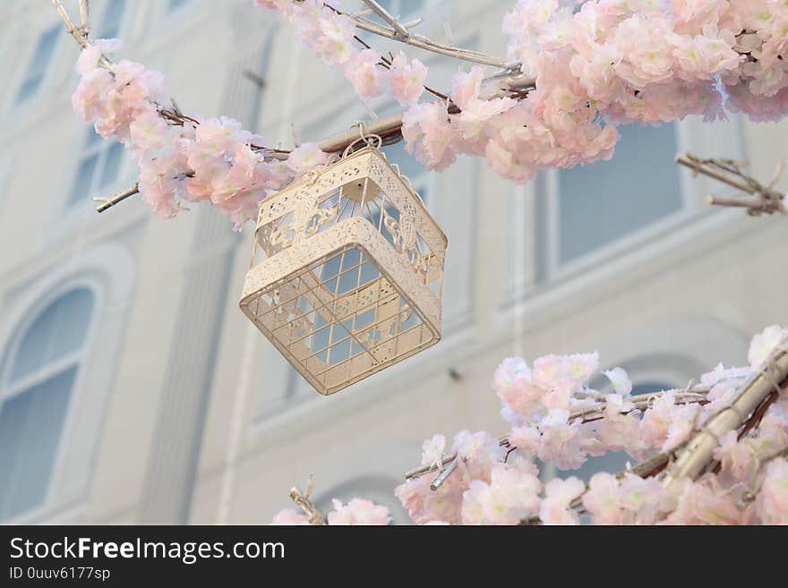 White decoraretive bird cage hanging on branch of blooming apple tree on building background. Spring city decoration