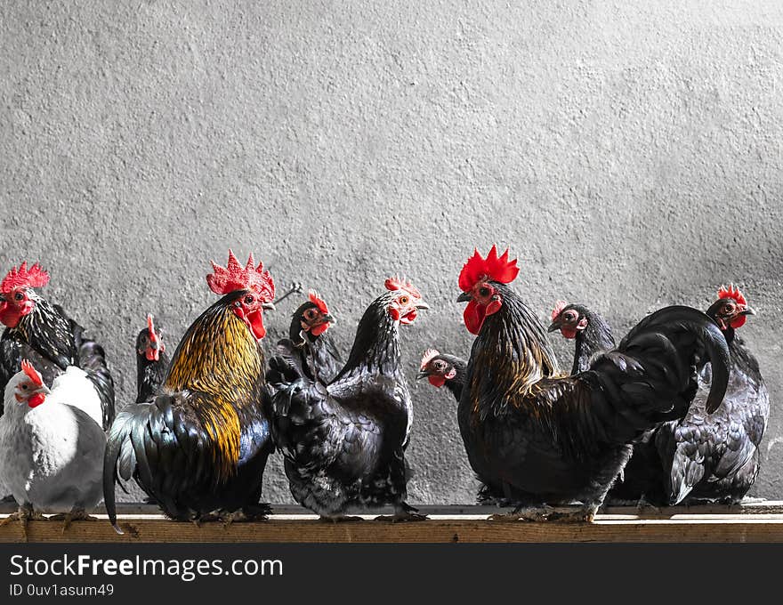 Rooster And Chickens In The Henhouse