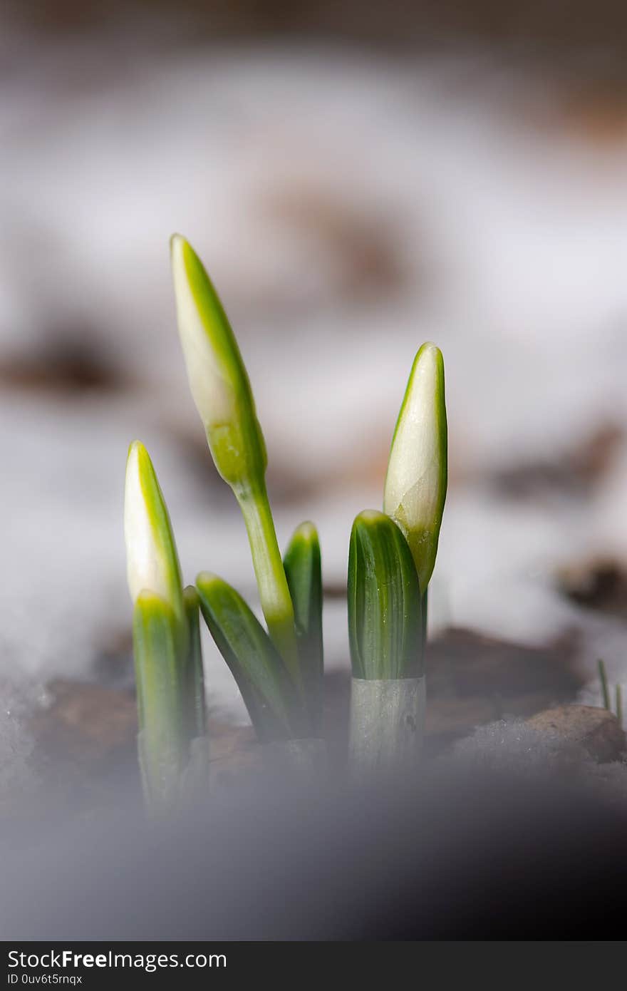 Snowdrop flowers Galanthus nivalis close-up. Under a layer of snow. Soft focus